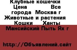 Клубные кошечки › Цена ­ 10 000 - Все города, Москва г. Животные и растения » Кошки   . Ханты-Мансийский,Пыть-Ях г.